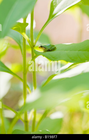 The Pacific Treefrog Hyla Regilla is  quite common in B.C. They are small frogs, up to 5 centimetres long, and may be any colour Stock Photo