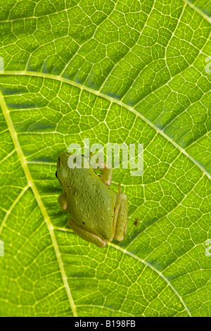 The Pacific Treefrog Hyla Regilla is quite common in B.C. They are small frogs, up to 5 centimetres long, and may be any colour Stock Photo