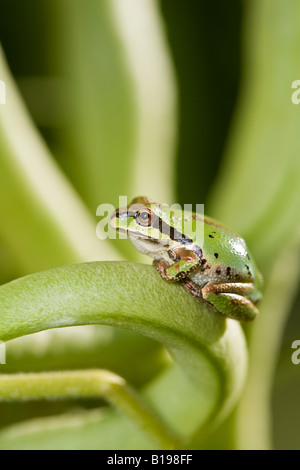 The Pacific Tree frog Hyla Regilla is  quite common in B.C. They are small frogs, up to 5 centimetres long, and may be any colou Stock Photo