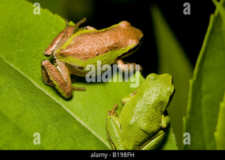 The Pacific Treefrog Hyla Regilla is quite common in B.C. They are small frogs, up to 5 centimetres long, and may be any colour Stock Photo