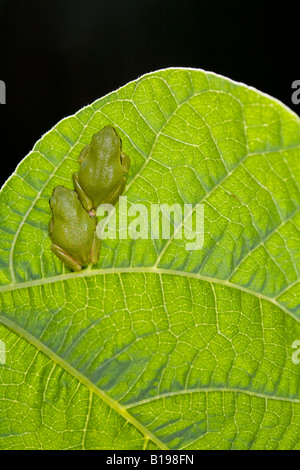 The Pacific Treefrog Hyla Regilla is quite common in B.C. They are small frogs, up to 5 centimetres long, and may be any colour Stock Photo