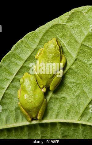 The Pacific Treefrog Hyla Regilla is quite common in B.C. They are small frogs, up to 5 centimetres long, and may be any colour Stock Photo