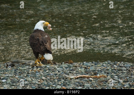 Bald Eagle (Haliaeetus leucocephalus) Adult. Preying largely on fish and eating fresh carrion makes a salmon spawning stream an Stock Photo