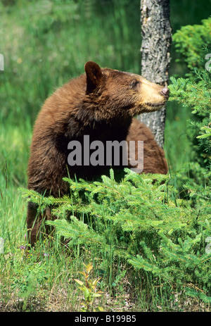 Cinnamon-colored American black bear (Ursus americanus), Montana, USA. Stock Photo