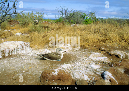Adult blue-footed booby (Sula nebouxii) incubating two eggs inside a ring of guano, North Seymour Island, Galapagos Islands, Ecu Stock Photo