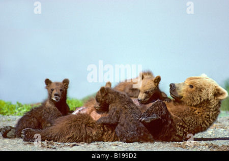 Female Brown Bear Nursing Her Cubs Stock Photo - Alamy