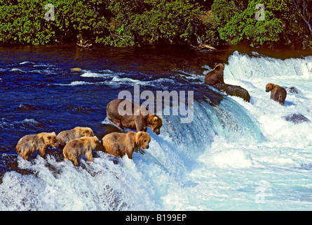 Brown bears (Ursus arctos) fishing for pink salmon at a waterfalls, coastal Alaska. Stock Photo