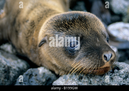 California sea lion pup (Zalophus californicus wollebacki), James Island, Galapagos Archipelago, Ecuador Stock Photo