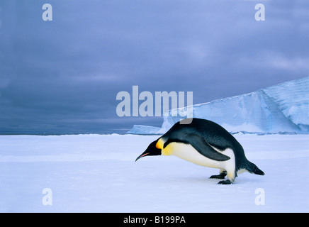 Emperor penguin (Aptenodytes forsteri) at the edge of the shorefast ice, Drescher Inlet, 72 Degrees South, Weddell Sea, Antarcti Stock Photo