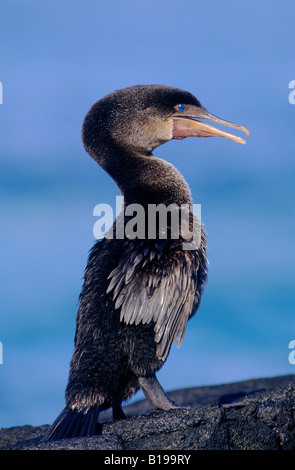 Flightless cormorant (Nannopterum harrisi), Fernandina Island, Galapagos Archipelago, Ecuador Stock Photo