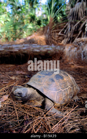 Gopher tortoise (Gopherus polyphemus), central Florida Stock Photo