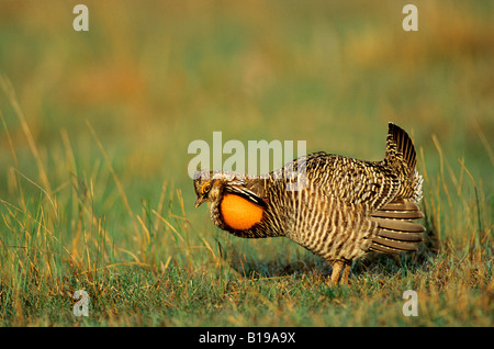 Adult male greater prairie-chicken (Tympanuchus cupido) displaying at the spring communal strutting grounds, Pawnee National Gra Stock Photo