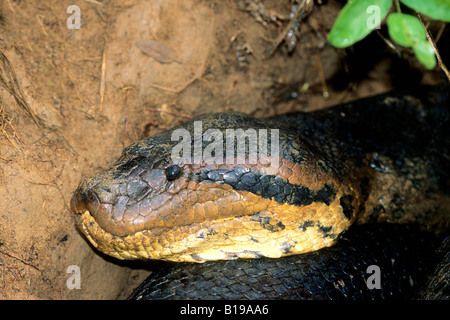 Adult female green anaconda (Eunectes murinus) that had just eaten a large rodent and was digesting its meal at the mouth of a b Stock Photo