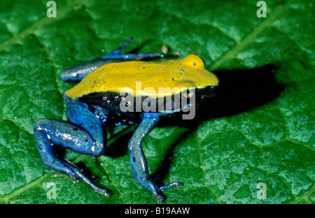 Green-backed mantella frog (Mantella laevigata), Madagascar Stock Photo