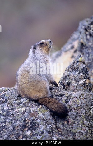 Adult hoary marmot (Marmota caligata), resting next to its burrow in a talus slope, Alaska. Stock Photo