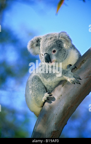 Juvenile koala (Phascolarctos cinereus).  Brisbane, Australia Stock Photo