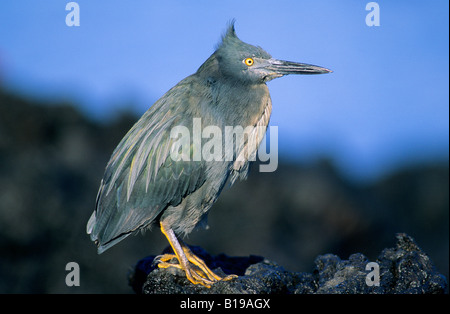 Endemic lava heron (Butorides sundevalli), James Island, Galapagos Archipelago, Ecuador Stock Photo