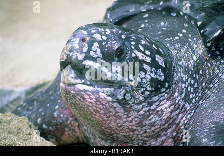 Leatherback sea turtle (Dermochelys coriacea) flushed pink on its neck to counteract overheating by the hot tropical sun, Trinid Stock Photo