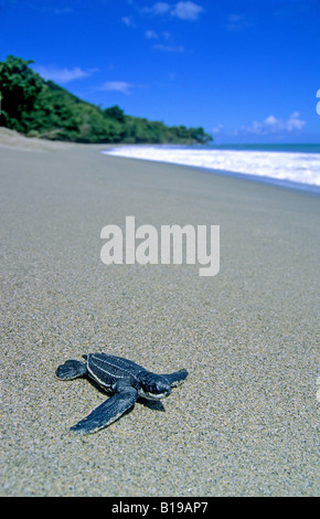 Newly hatched leatherback sea turtle (Dermochelys coriacea) heading to the sea, Trinidad. Stock Photo