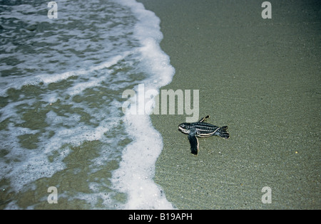 Newly hatched leatherback sea turtle (Dermochelys coriacea) escaping to the sea, Trinidad. Stock Photo