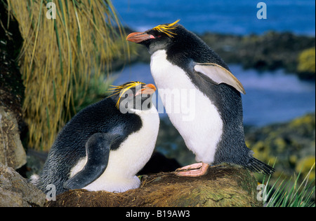 Macaroni penguin (Eudyptes chrysolophus) pair.  The female is lying down incubating two eggs and the male is guarding her, South Stock Photo