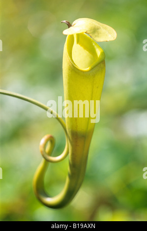 Pitcher plant (Nepenthes spp.) Madagascar Stock Photo