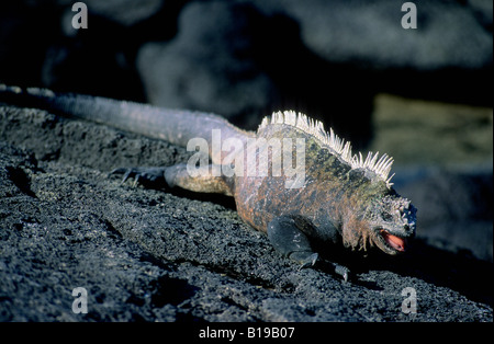 Adult male marine iguana (Amblyrhynchus cristatus) in threat posture, Fernandina Island, Galapagos Archipelago, Ecuador Stock Photo