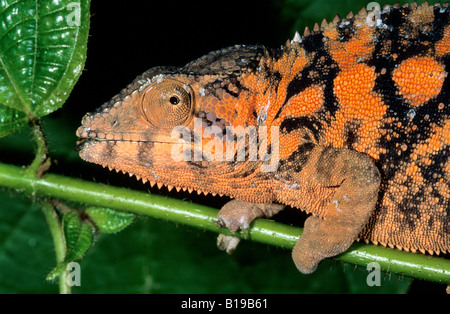 Panther chameleon (Furcifer pardalis), Madagascar Stock Photo