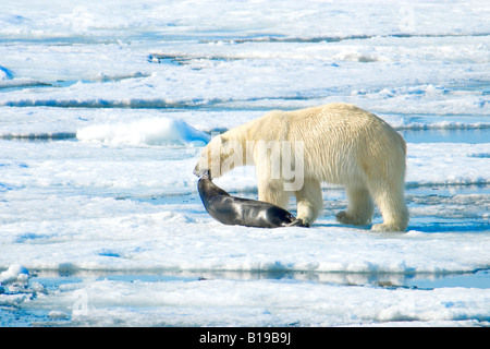 Polar bear (Ursus maritimus) dragging a dead juvenile bearded seal (Erignathus barbatus) across the pack ice, Svalbard Archipela Stock Photo