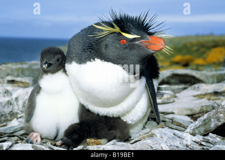 Adult rockhopper penguin (Eudyptes chrysocome) with twin chicks.  The smaller chick invariably dies. Falkland Islands, southern Stock Photo