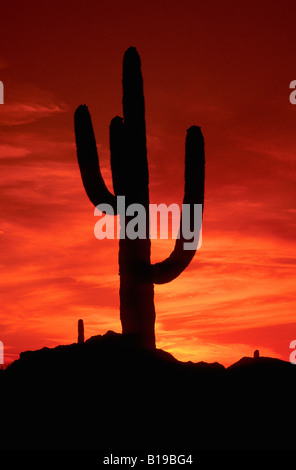 Sunrise saguaro cactus (Carnegiea gigantea), Sonoran Desert, southern Arizona USA Stock Photo