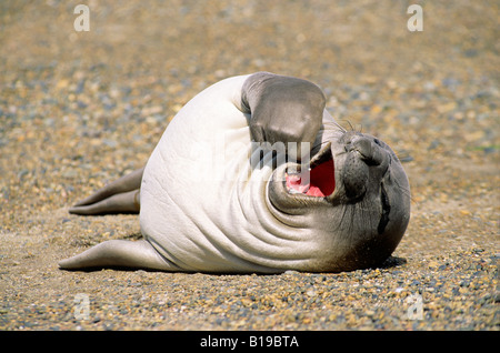 Recently weaned southern elephant seal pup (Mirouanga leonina) loafing on the beach, Patagonia, southern Argentina, South Americ Stock Photo