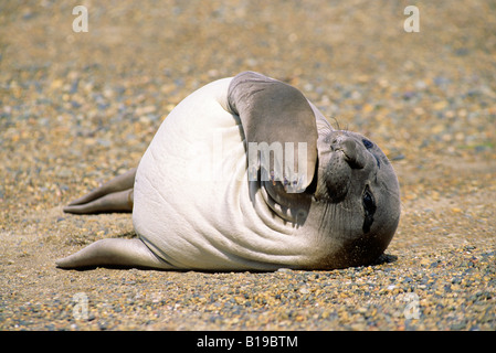 Recently weaned southern elephant seal pup (Mirouanga leonina) loafing on the beach, Patagonia, southern Argentina, South Americ Stock Photo