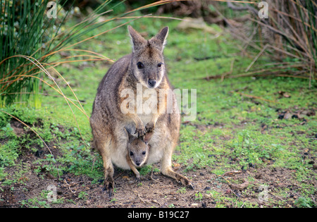 Mother tammar wallaby (Macropus eugenii) and joey, Kangaroo Island, Australia Stock Photo