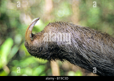 Front claws on an adult male pale-throated three-toed sloth (Bradypus tridactylus), Panama Stock Photo