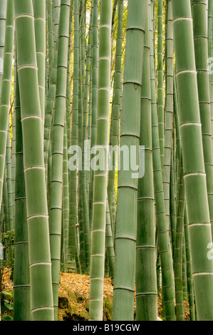 bamboo forest Kyoto Japan Stock Photo