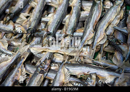 Greenland, West Greenland, Oqaatsut / Rodebay.Halibut dries in the air in this remote hunting and fishing village. Stock Photo
