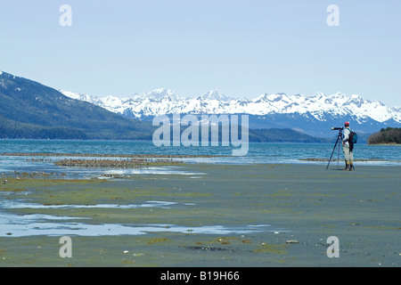 USA, Alaska, Copper River Delta. Western Sandpipers (Calidris mauri) and Dunlin (Calidris alpina), in spring migration. Stock Photo