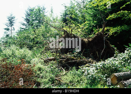 Uprooted tree Stock Photo