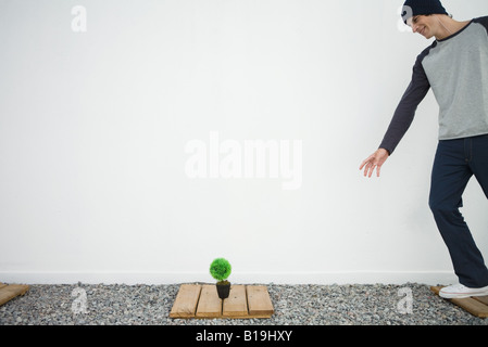 Young man standing on wooden plank, reaching toward potted bonsai Stock Photo