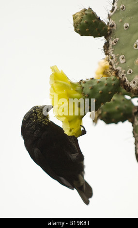 A male Small Cactus Finch covered in pollen feeding on a cactus plant Stock Photo