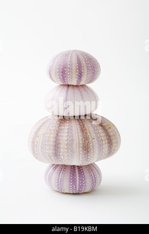 Dried sea urchin shells, stacked Stock Photo