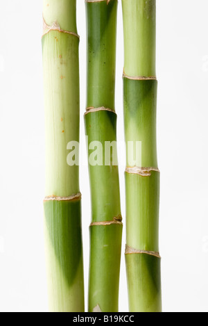 Bamboo, close-up Stock Photo