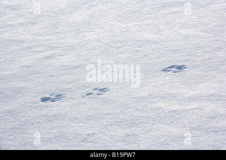 Wolf tracks in the snow Stock Photo