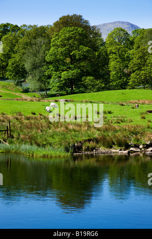 Elter Water In May The Early Spring Colours Around The Lakes Shoreline, 'The Lake District' Cumbria England UK Stock Photo