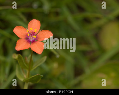 Scarlet Pimpernel Anagallis arvensis subspecies arvensis (Primulaceae) Stock Photo