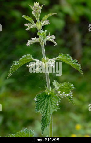 Nettle Urtica dioica, Wales, UK. Stock Photo