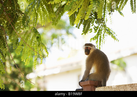 Monkey sitting on a fence post Stock Photo