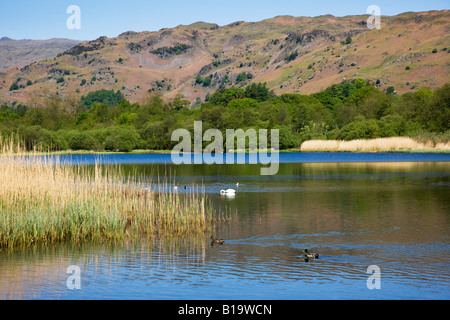 Elter Water In May The Early Spring Colours Around The Lakes Shoreline, 'The Lake District' Cumbria England UK Stock Photo