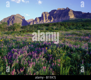 peaks wildflowers glacier national park montana Stock Photo - Alamy